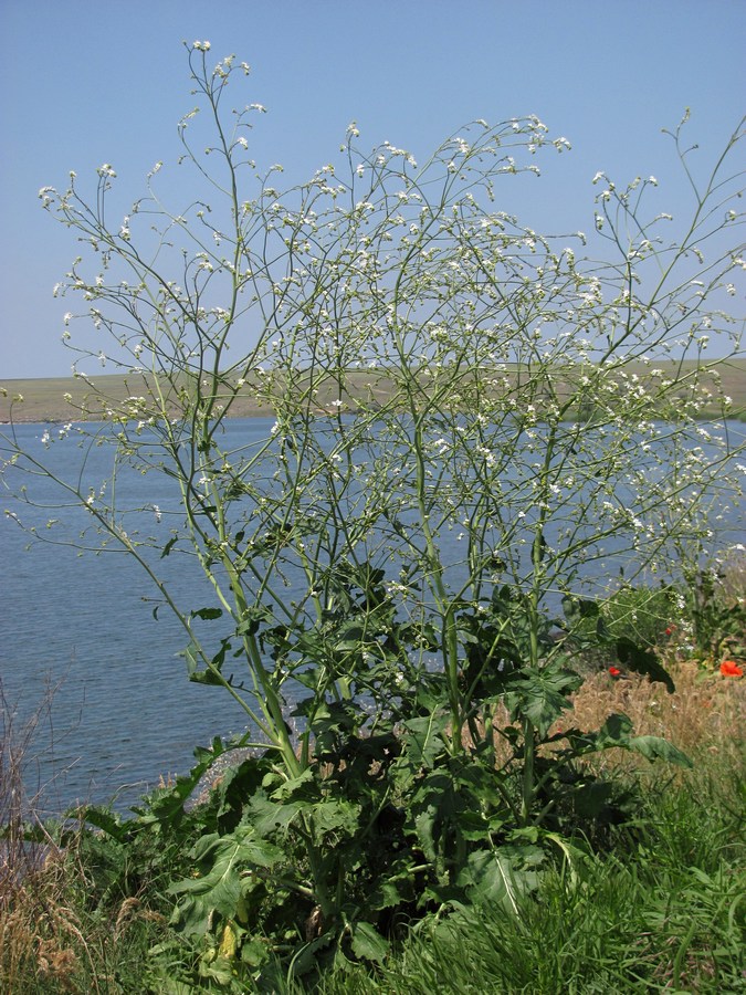 Image of Crambe koktebelica specimen.