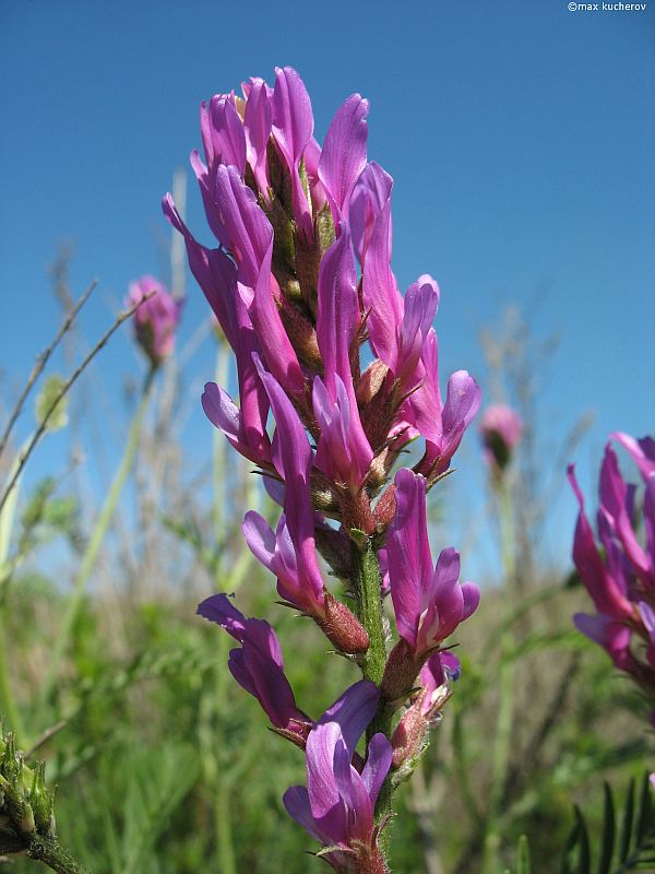 Image of Astragalus onobrychis specimen.