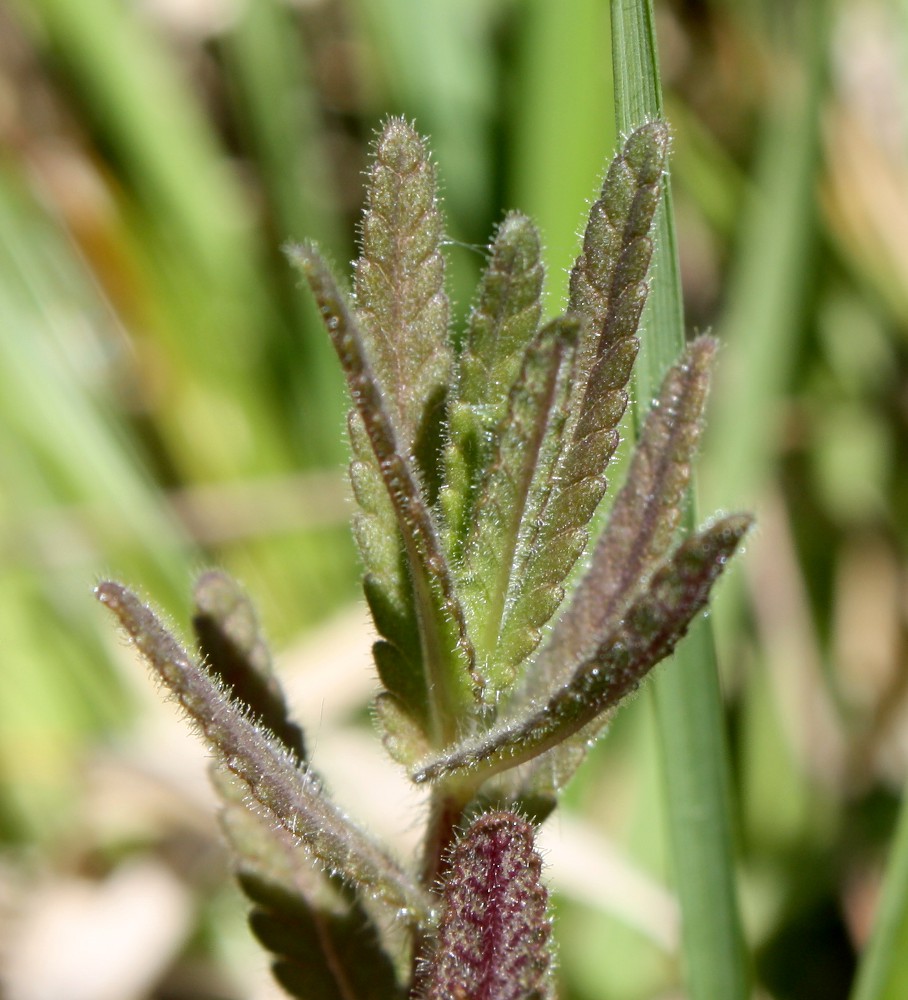 Image of Rhinanthus osiliensis specimen.