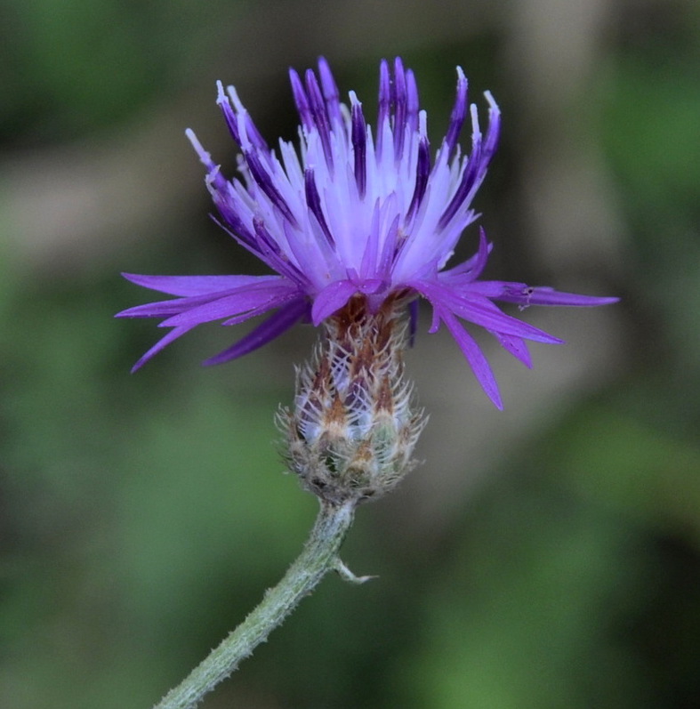 Image of genus Centaurea specimen.