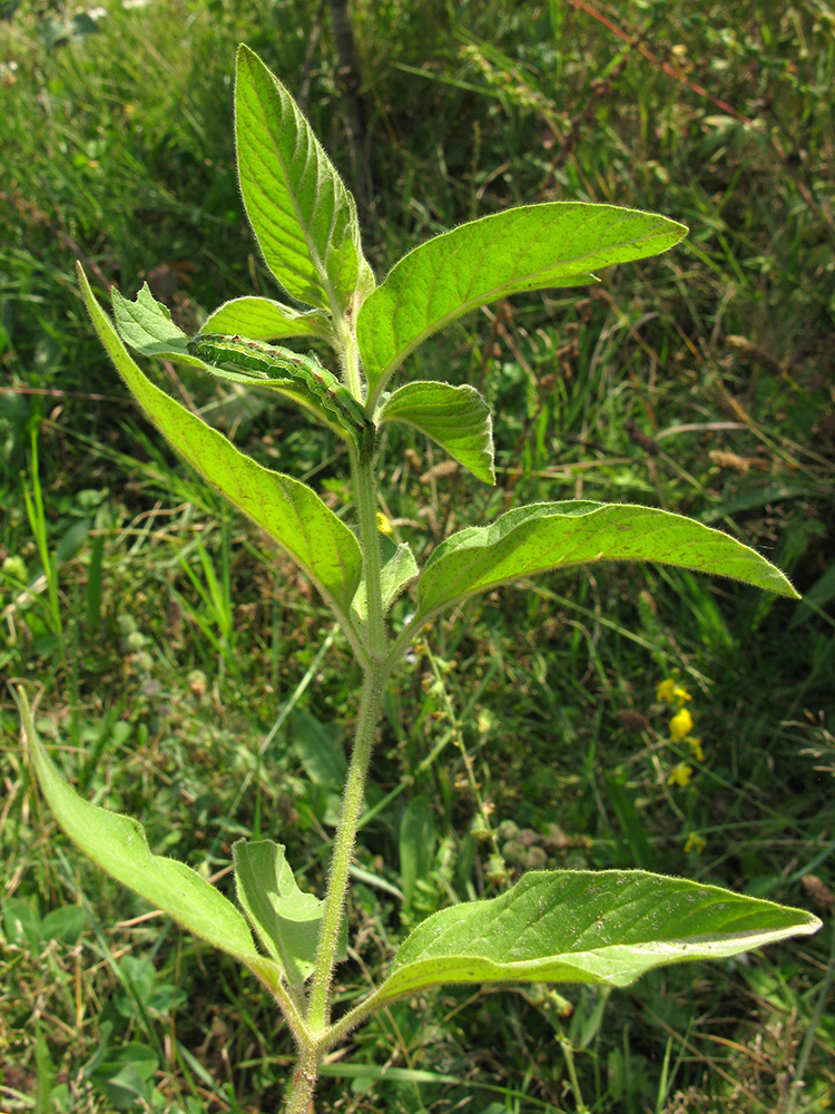 Image of Lysimachia verticillaris specimen.