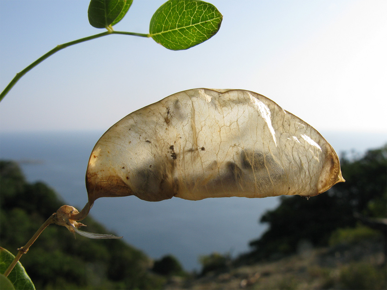 Image of Colutea cilicica specimen.