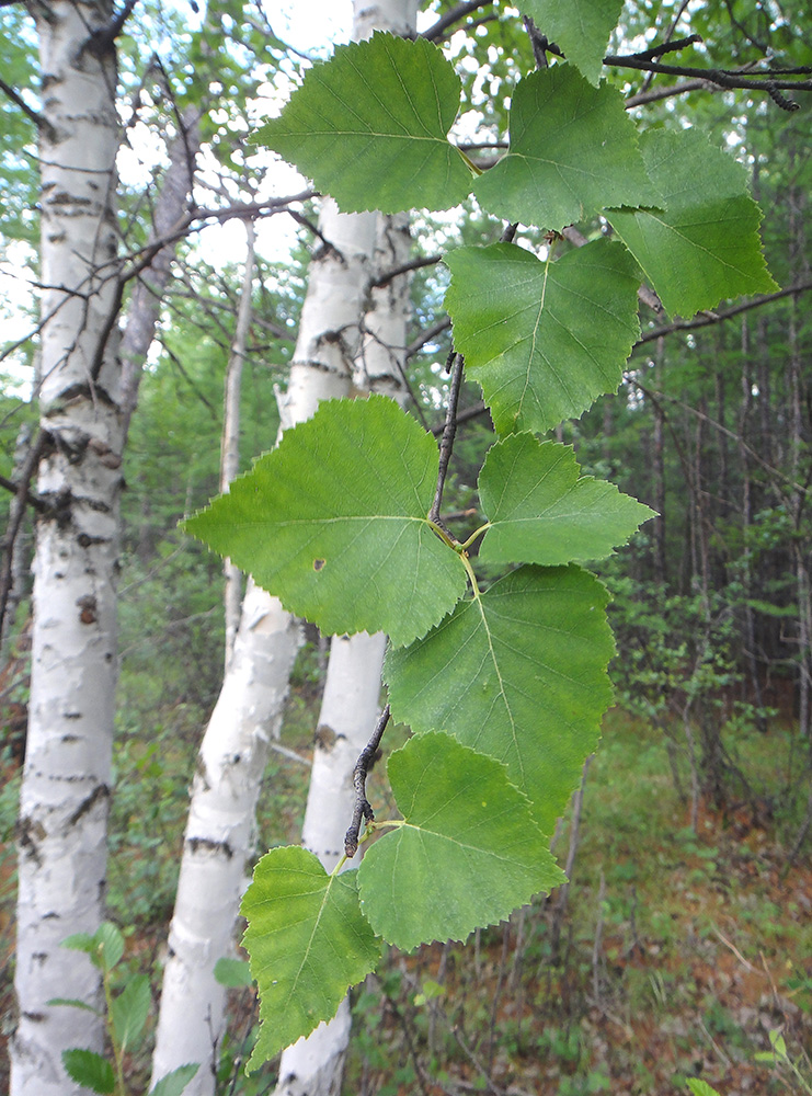 Image of Betula platyphylla specimen.