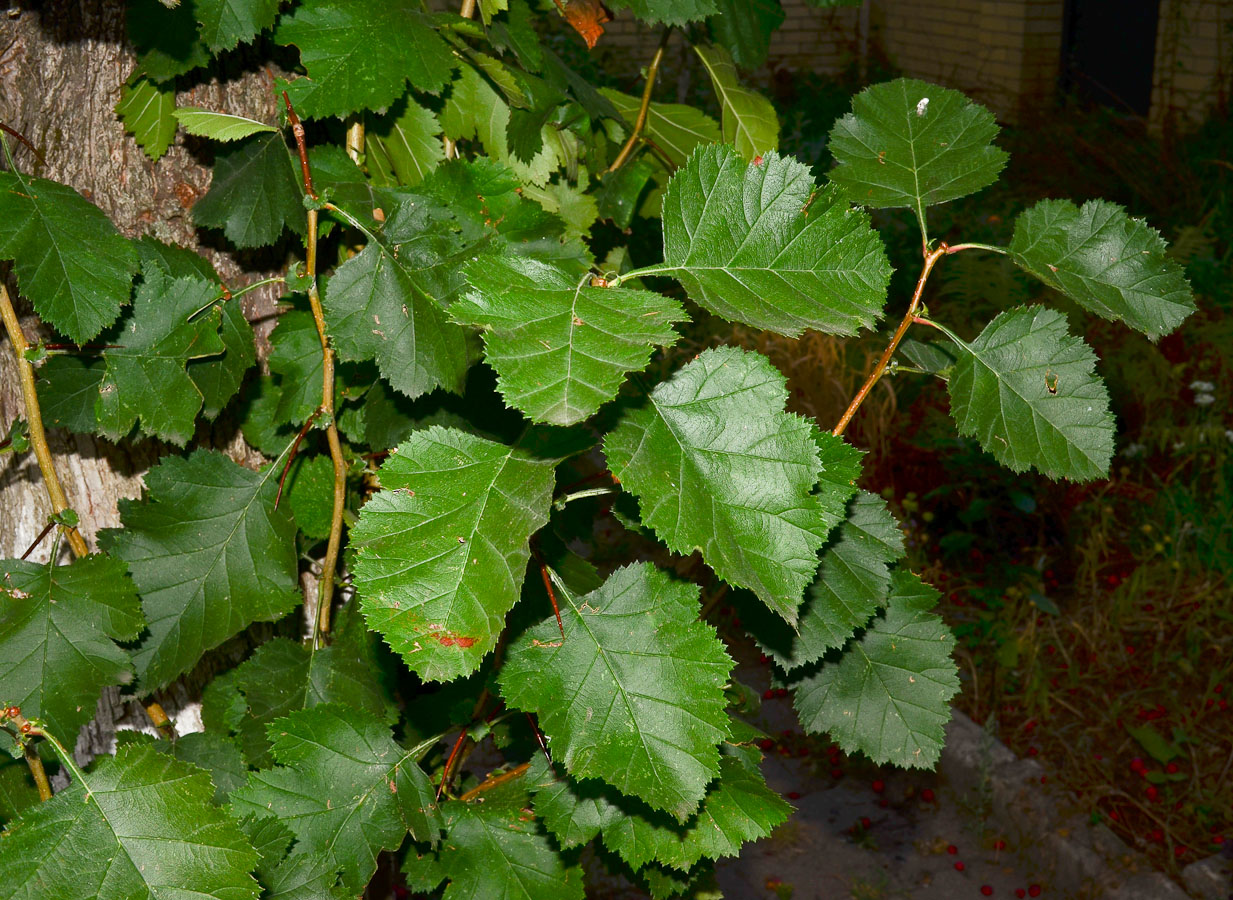 Image of Crataegus submollis specimen.