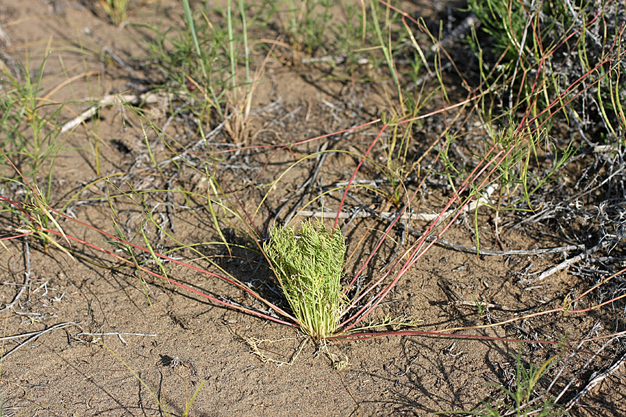 Image of Hypecoum parviflorum specimen.