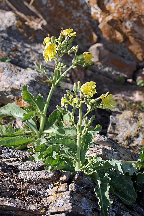 Изображение особи Steptorhamphus crassicaulis.