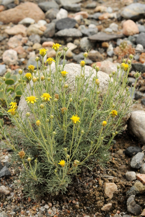 Image of Brachanthemum kirghisorum specimen.