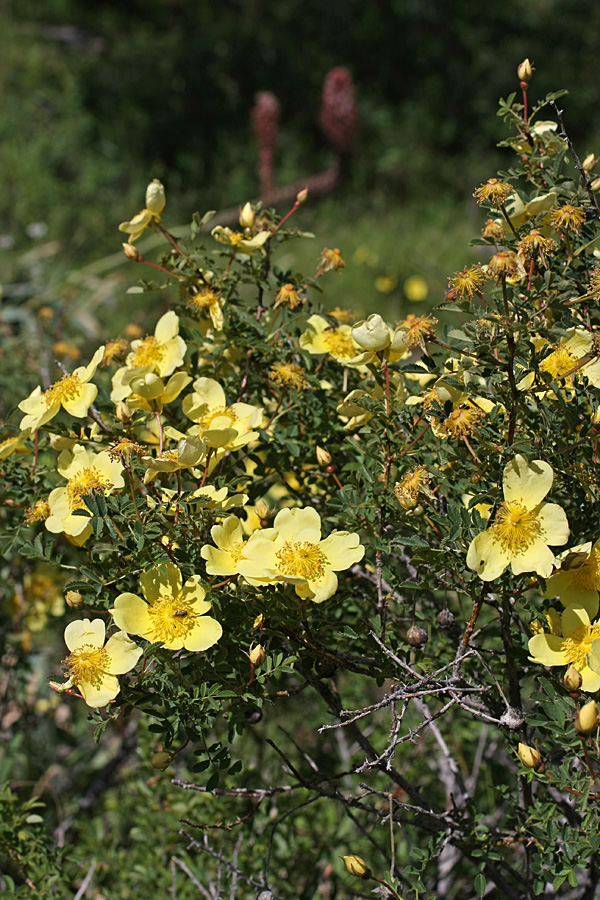 Image of Rosa kokanica specimen.