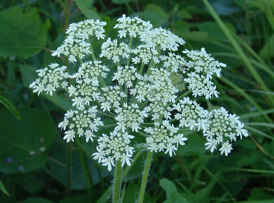 Image of Heracleum dissectum specimen.