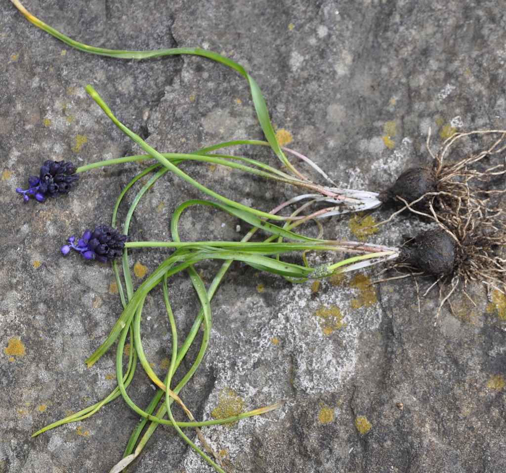 Image of Muscari commutatum specimen.