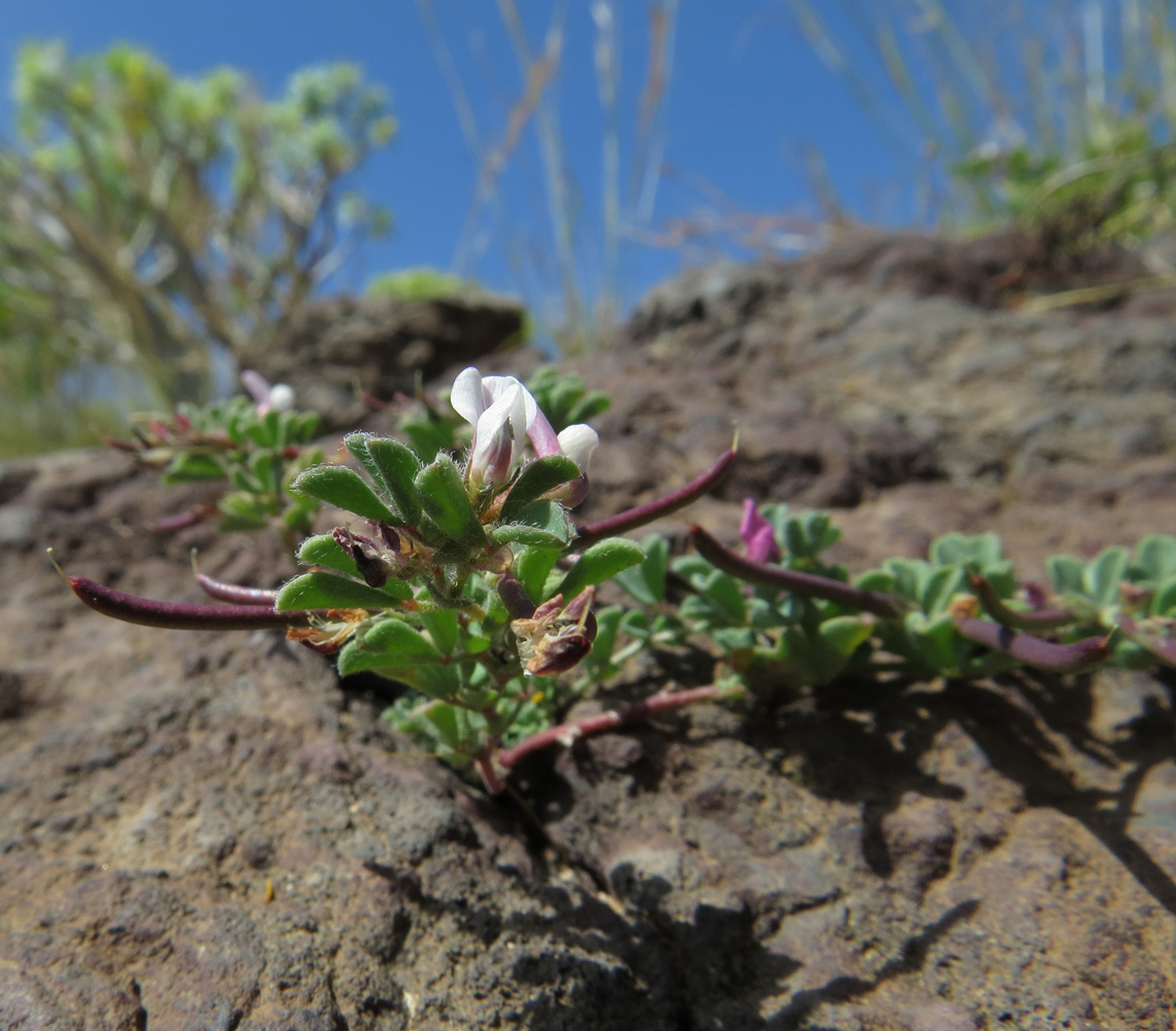 Image of Lotus glinoides specimen.