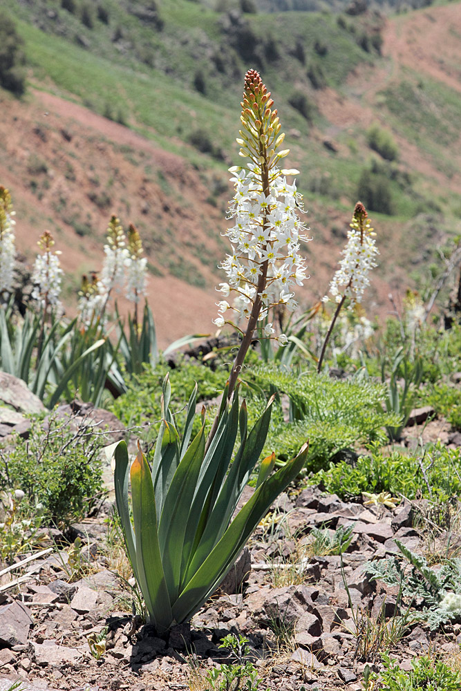 Image of Eremurus lactiflorus specimen.