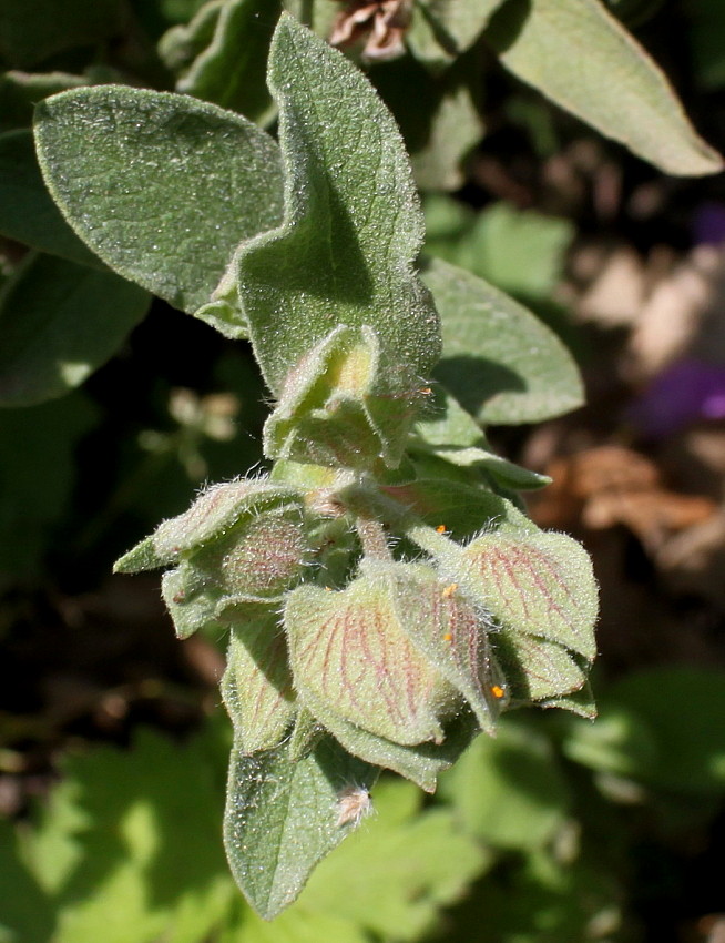 Image of Cistus albidus specimen.