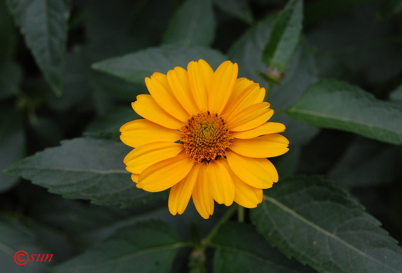 Image of Heliopsis helianthoides ssp. scabra specimen.