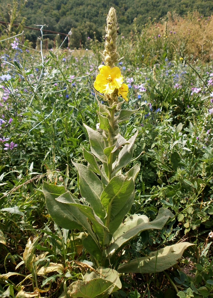 Image of Verbascum phlomoides specimen.