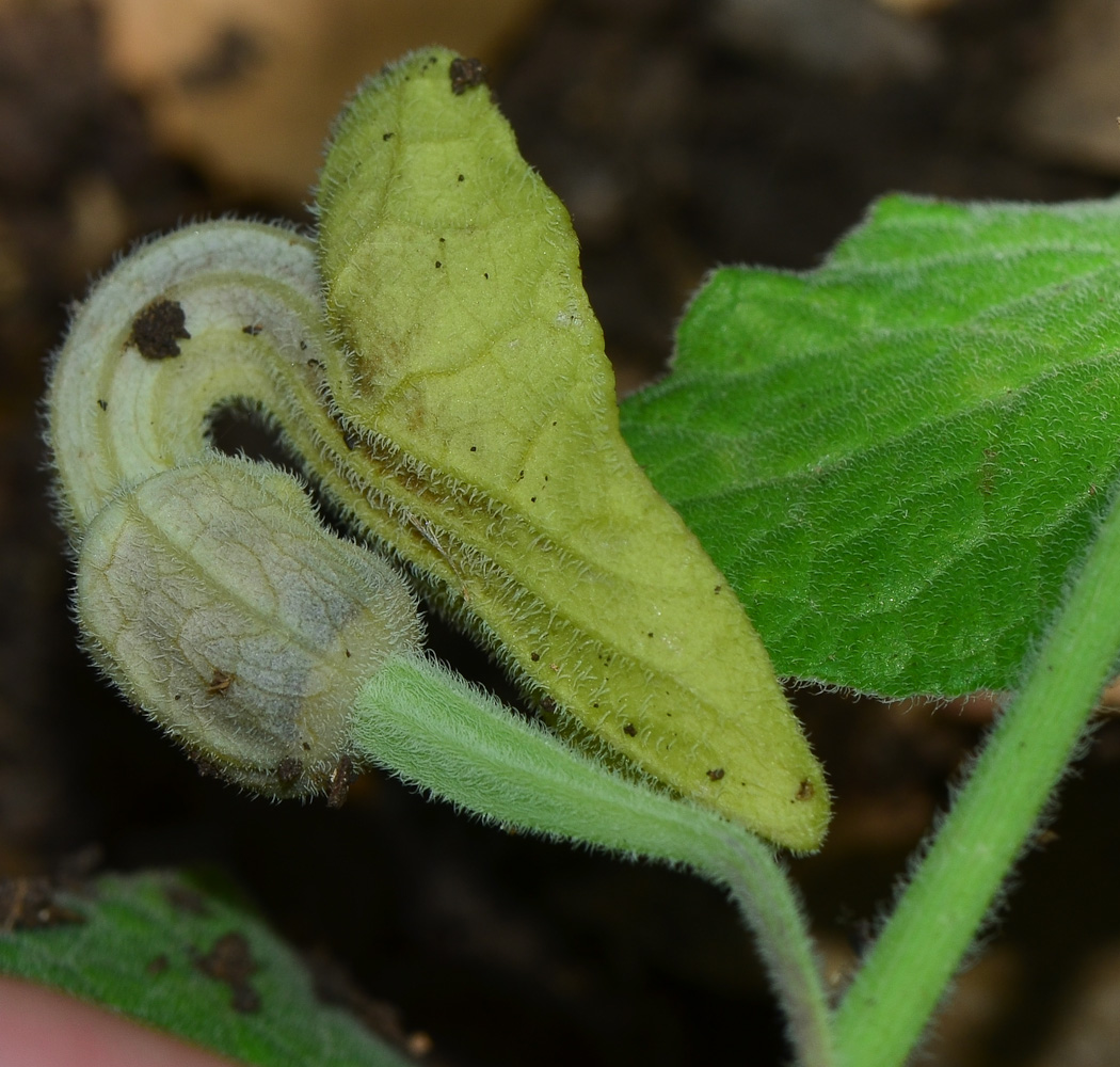 Image of Aristolochia paecilantha specimen.