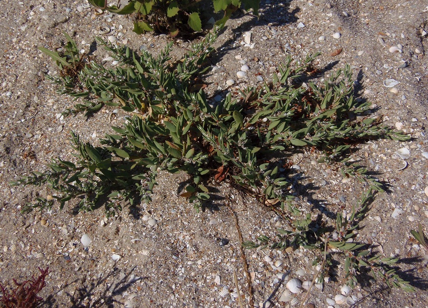 Изображение особи Polygonum maritimum.