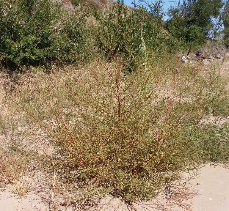 Image of Bassia scoparia specimen.