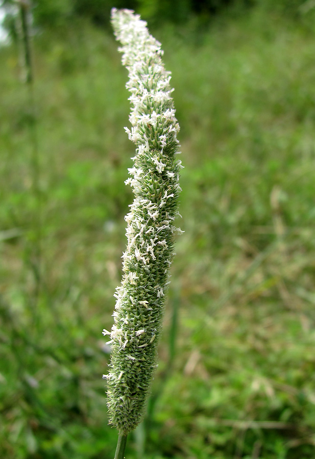 Image of Phleum pratense specimen.