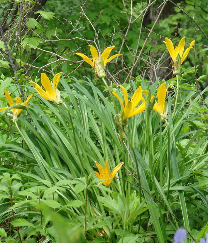 Image of Hemerocallis middendorffii specimen.