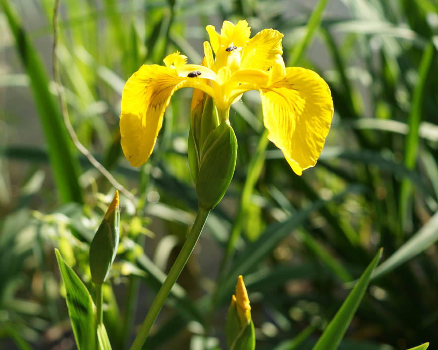 Image of Iris pseudacorus specimen.