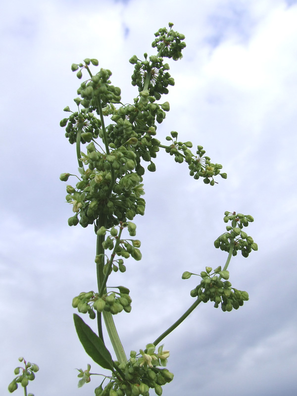 Image of Rumex confertus specimen.