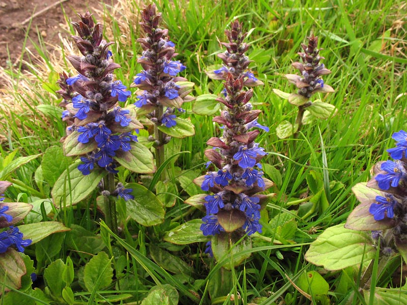 Image of Ajuga reptans specimen.