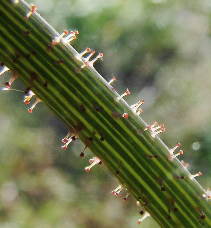 Image of Sonchus asper specimen.