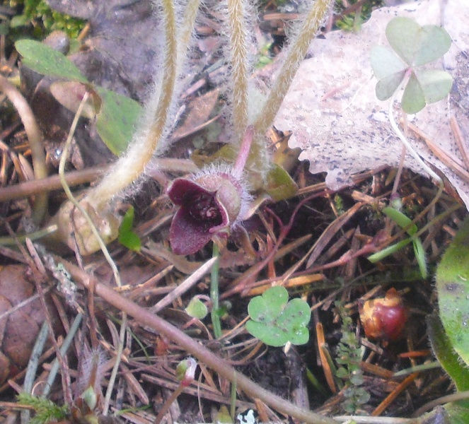 Image of Asarum europaeum specimen.