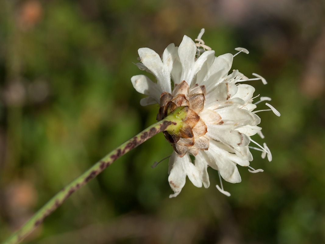 Image of Cephalaria leucantha specimen.