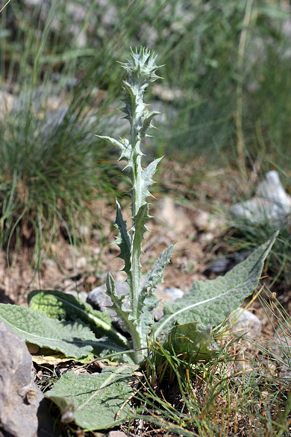 Image of Cousinia microcarpa specimen.