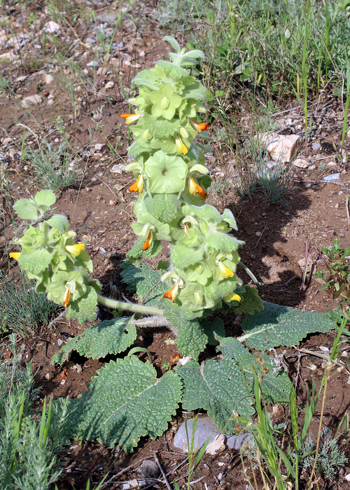 Image of Eremostachys isochila specimen.