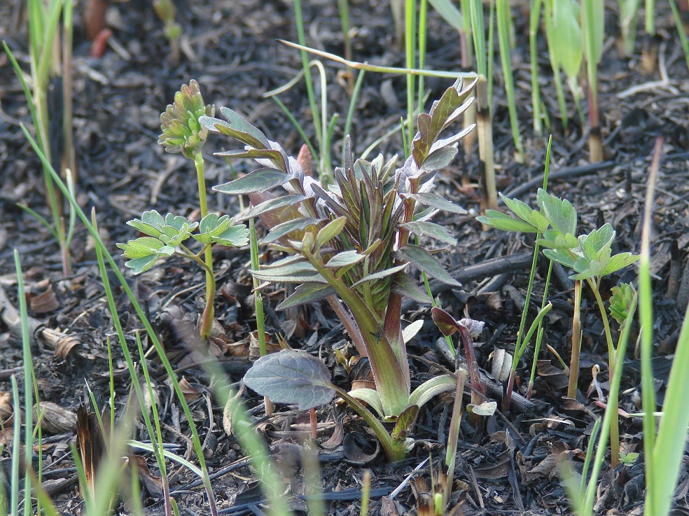 Image of Valeriana alternifolia specimen.