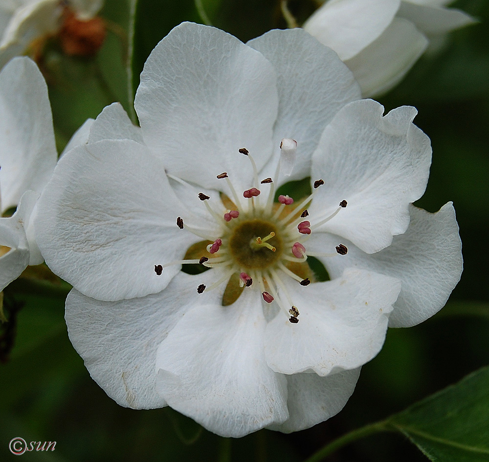 Image of Pyrus communis specimen.