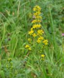 Solidago virgaurea subspecies dahurica. Соцветие. Иркутская обл., Иркутский р-н, долина р. Иркут. 09.08.2014.