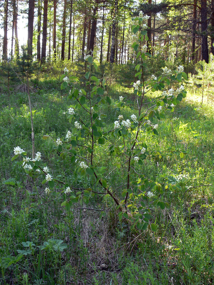 Image of Amelanchier spicata specimen.