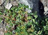 Sibbaldia semiglabra. Цветущее растение. Карачаево-Черкесия, гора Мусса-Ачитара, ≈ 3000 м н.у.м., каменистый склон. 31.07.2014.