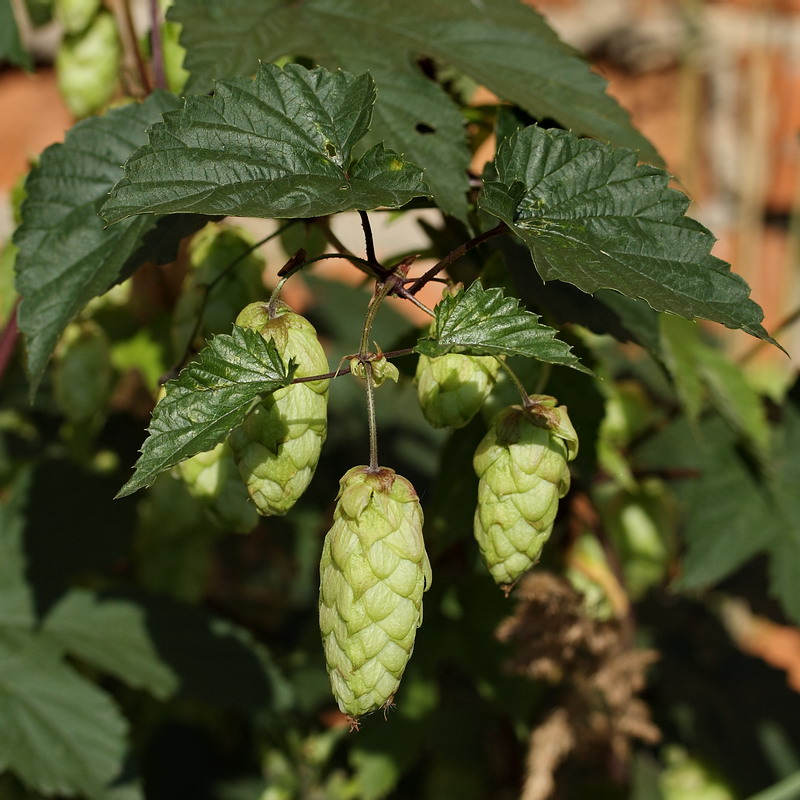 Изображение особи Humulus lupulus.