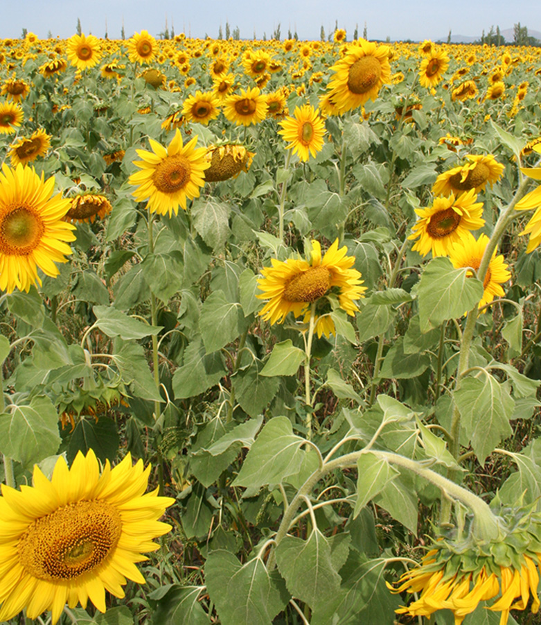 Image of Helianthus annuus specimen.