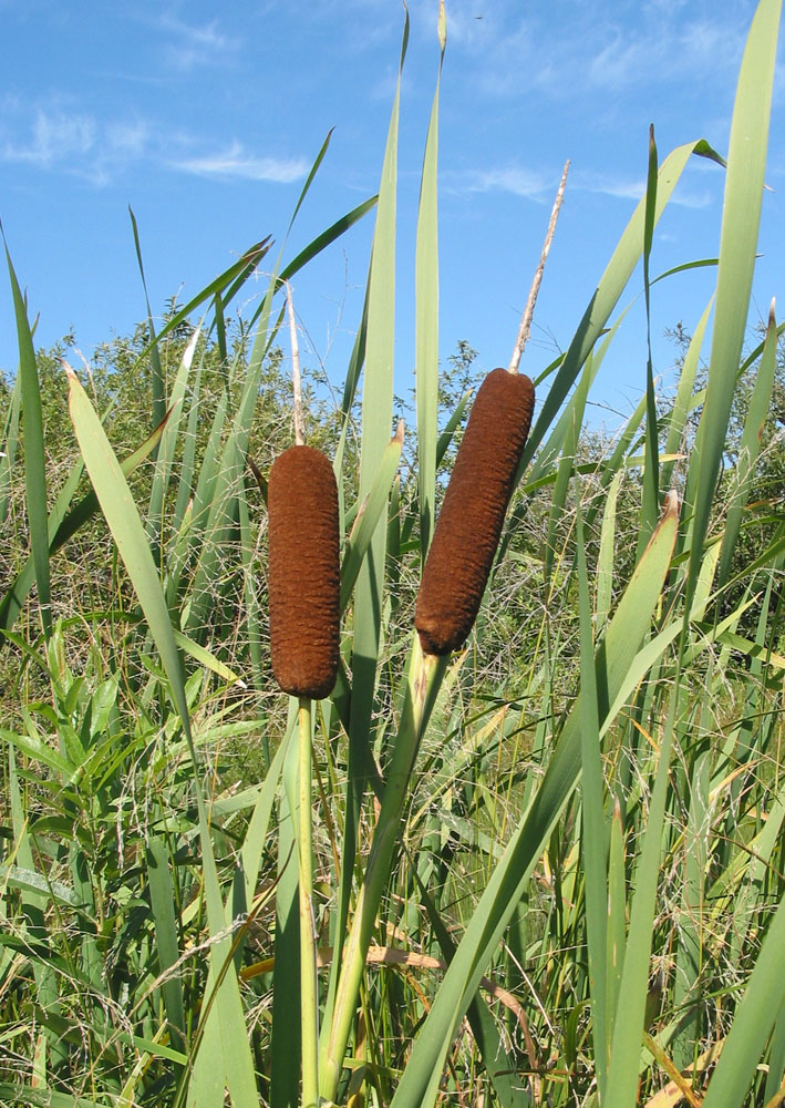 Изображение особи Typha latifolia.