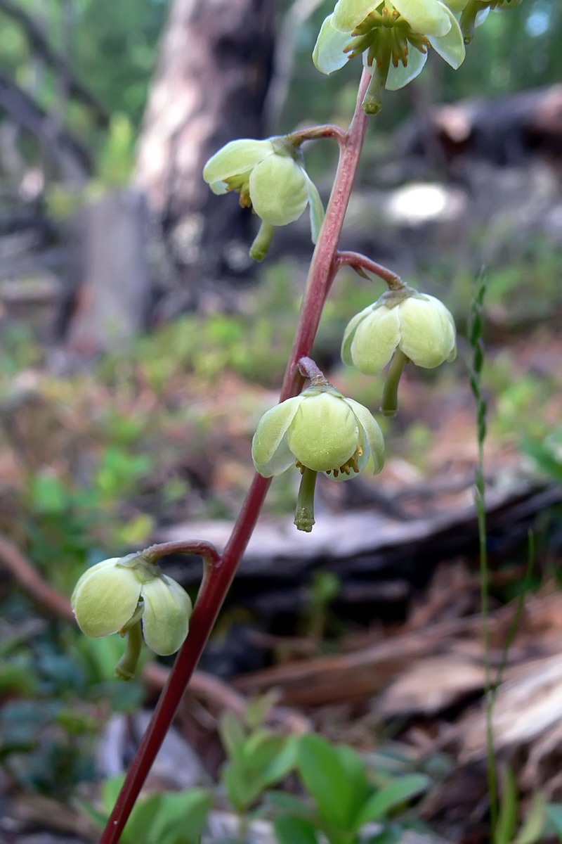 Изображение особи Pyrola chlorantha.