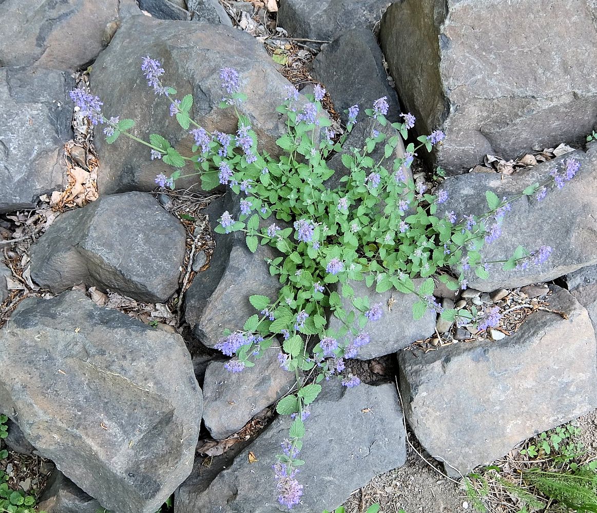 Image of Nepeta mussinii specimen.