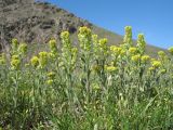 Alyssum turkestanicum разновидность desertorum. Цветущие растения. Южный Казахстан, Сырдарьинский Каратау, горы Улькунбурултау. 21 марта 2016 г.