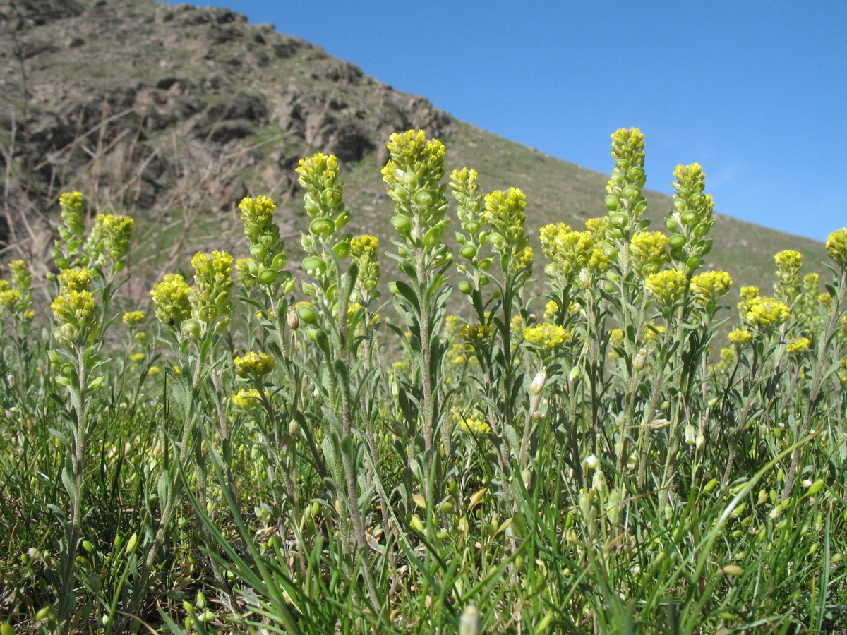 Image of Alyssum turkestanicum var. desertorum specimen.