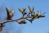 Cotoneaster lucidus. Веточка с молодыми листьями и бутоном. Санкт-Петербург, в культуре. 16.04.2016.