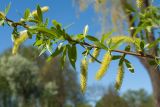 Salix × fragilis. Побег с соцветиями. Псков, долина р. Пскова, парк. 09.05.2016.