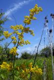 Galium verum. Верхушка цветущего растения. Республика Адыгея, г. Майкоп, восточная окраина города, сырой луг. 18.06.2016.