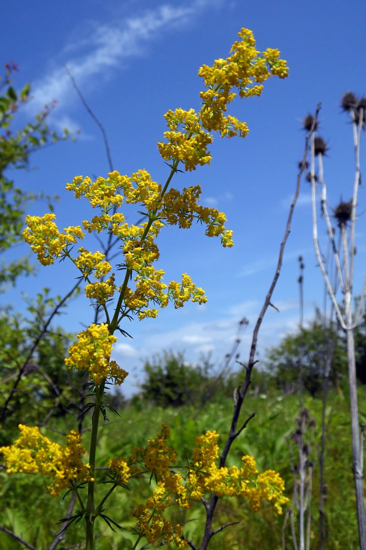 Image of Galium verum specimen.