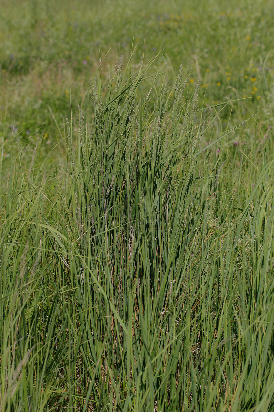 Изображение особи Calamagrostis epigeios.