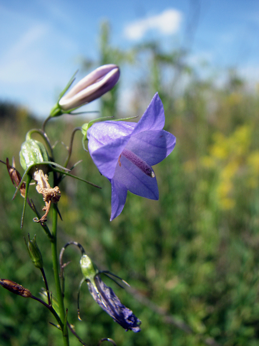 Image of Campanula rotundifolia specimen.